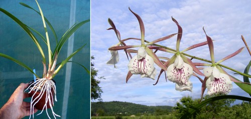 Brassavola nodosa enc - brassavola,