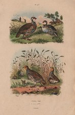 Perdrix Rouge (Red-Legged Partridge). Perdrix Grise (Gray Partridge) 1833