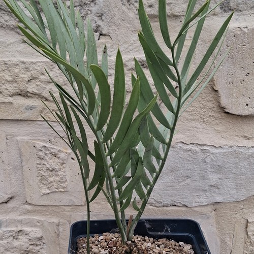 Encephalartos dolomiticus rare - encephalartos,