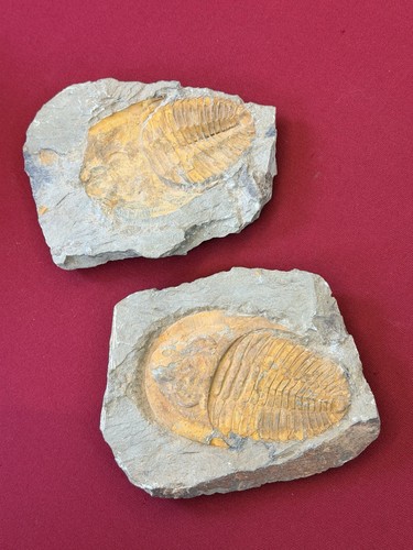 Fossile trilobite cambrien - fossile, de