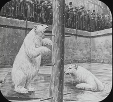 Jardin des plants, floods Paris, drawing glass plate, positive 8.5x10 cm