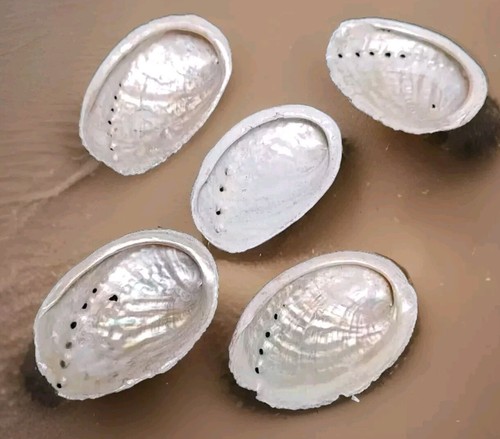 Coquilles ormeaux nacre - d'ormeaux,