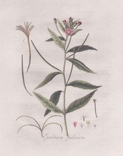 Fleur D'Herbe De La Salix Gravure Botanique Flora Batava Kops