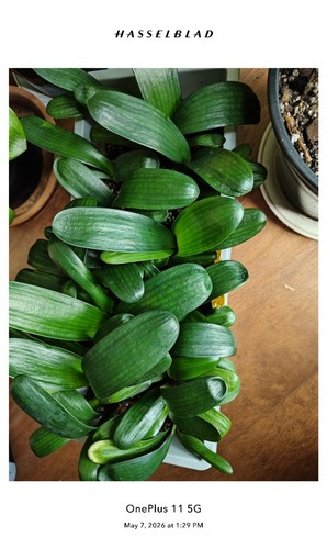 Wide leave daruma clivia - 3,