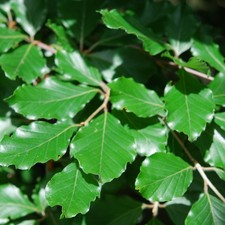 Lot 100 Hêtres  Plantes En