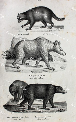 Raccoon syrian brown bear - raccoon,