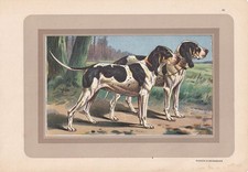 1931 GASCON SAINTONGEOIS Print - Original Antique Dog Wall Art - 11 x 7.75 Inch