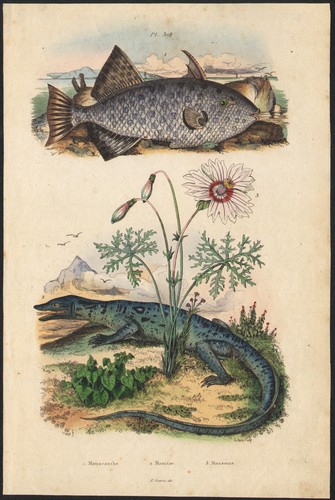 1839 gravure aquarellée - 1839,