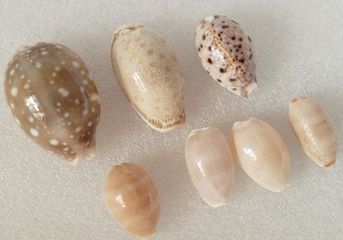 Lot cypraea variée - lot,