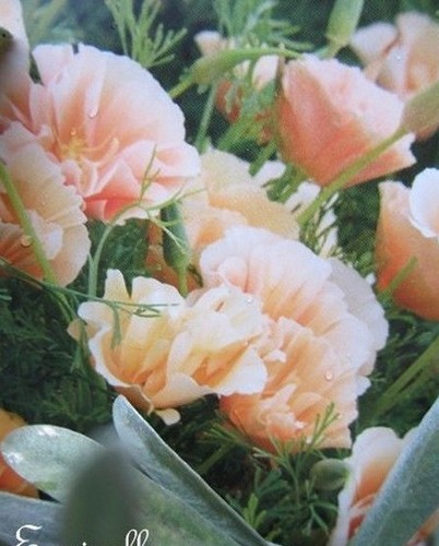 Pavot californie double - ♫,