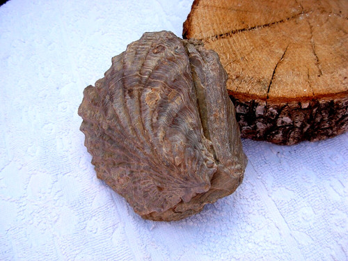 Fossile coquillage pierre - fossile,