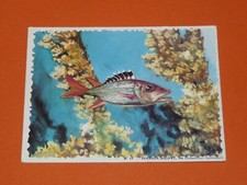 1962 CHROMO BISCUITS REINETTE PANORAMIC AQUARIUM #15 FISH SOLDIER