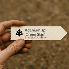 Adenium sp. 'Green Skin' SEEDS