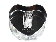 Biewer Terrier, Yorkshire