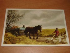 CHROMO HISTORIA COLLECTION NOS GLOIRES - LE PEUPLE BELGE N°19 - Les oies farcies