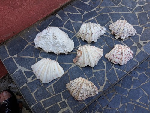 Lot coquillages bénitiers - lot, 7