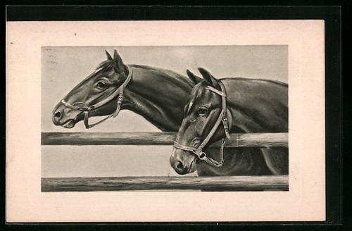 Carte postale deux chevaux - postale,