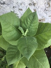 2000 Graines De Tabac Virginia