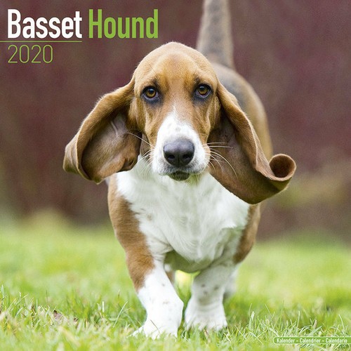 Calendrier 2020 basset hound - 2020,