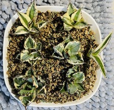 WHOLESALE AGAVE 2 SNAGGLETOOTH