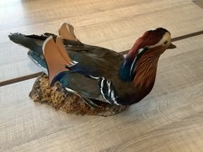 taxidermie oiseaux :  Canard Mandarin
