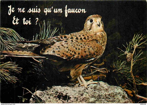 Carte postale animaux - postale,