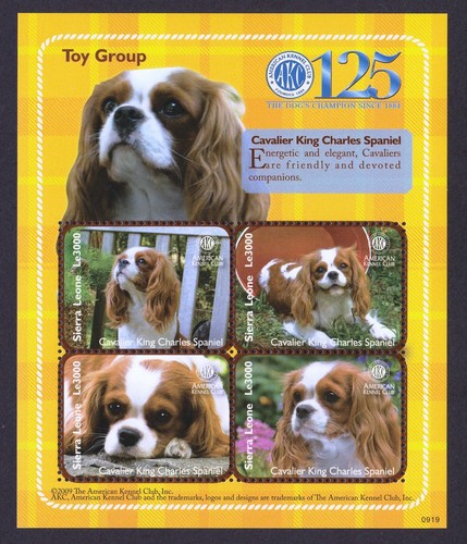 Cavalier king charles spaniel - king,