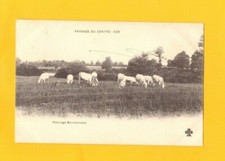 FOALINES / CHATEAUROUX (36) CATTLE in animated PASTURE in 1902