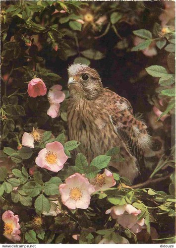 Carte postale animaux - carte,