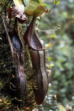 NEPENTHES IZUMIAE - PLANTE