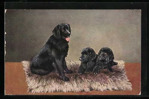 Terre neuve avec deux chiots - terre-neuve,