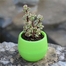 10 pièces mini pots de fleurs