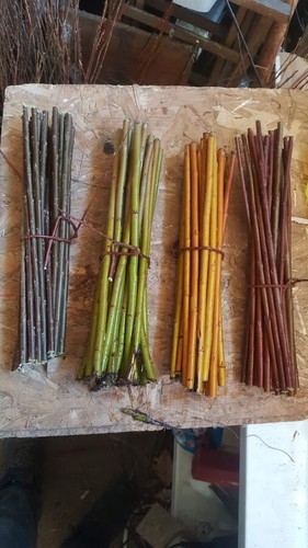 100 boutures 30cm saule osier - 100,