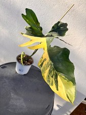 philodendron florida x mayoi