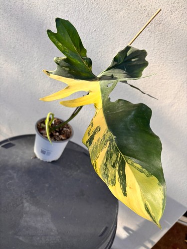 Philodendron florida mayoi - philodendron,