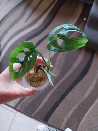 Monstera bouture avec - , racines
