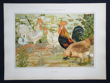 Lithographie Art Nouveau 1897