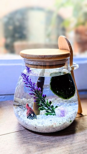 Marimo petite boule de - marimo,