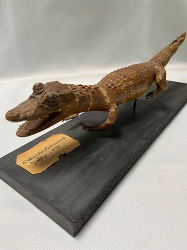 Crocodile caïman taxidermie - crocodile,