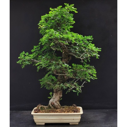 Graines aubepine crataegus - graines,