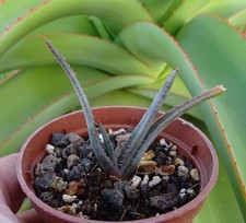 ALOE TRACHYTICOLA  cactus