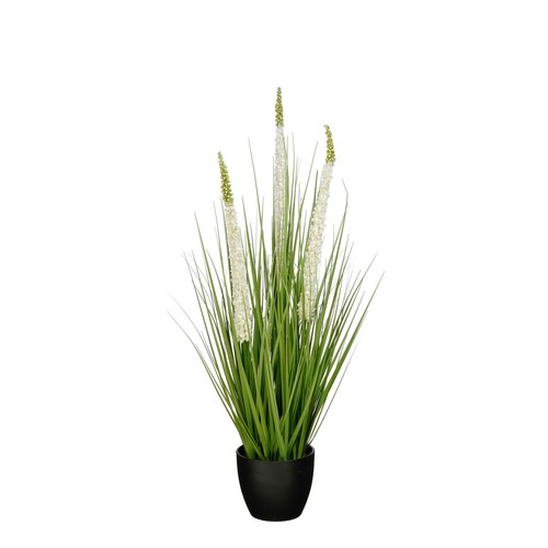 Mica decorations eremurus - eremurus, –