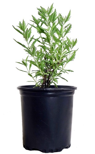 Perovskia atriplicifolia - perovskia,