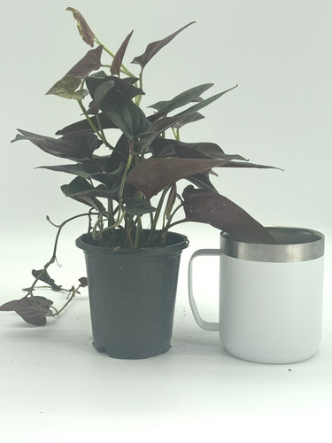 Syngonium red arrow housplant - syngonium,
