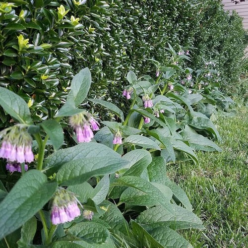 Live russian comfrey root - russian, root,