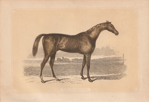 Cheval course sports - de,