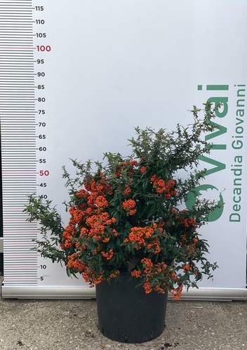 Plante piracanta navaho nana - plante,