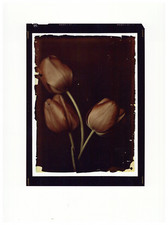 Tulipes, d'après autochrome?  Tirage C-Print  24,5x18  Circa 1980  
