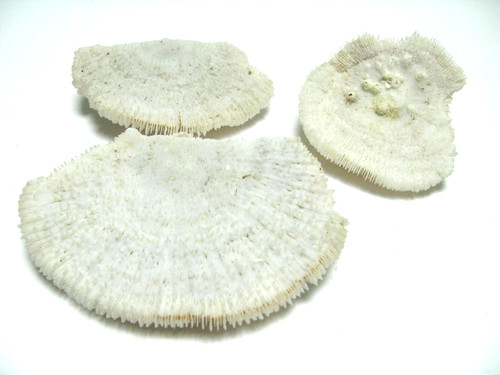 Lot coraux fungia - coraux,
