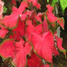 Caladium Tubercule Caladiums